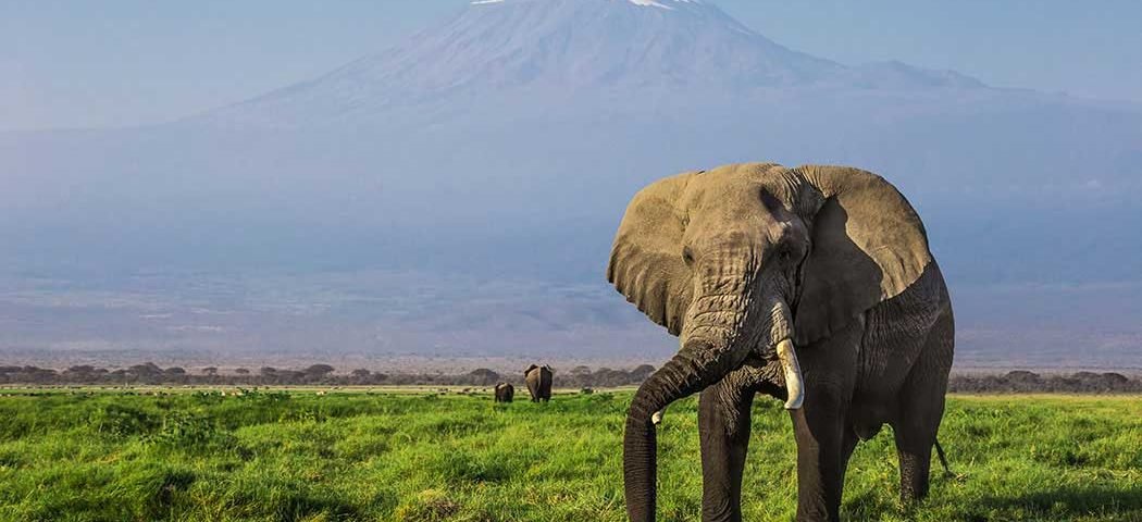 Grossen Elefant während einer Kenia Safari Reise im Amboseli Nationalpark entdeckt