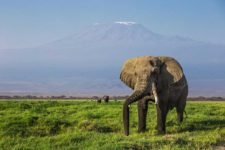 Grossen Elefant während einer Kenia Safari Reise im Amboseli Nationalpark entdeckt