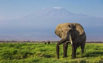 Riesiger Elefant im Amboseli Nationalpark Grossen Elefant während einer Kenia Safari Reise im Amboseli Nationalpark entdeckt