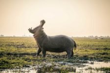 Riesiges Nilpferd im Chobe Nationalpark während einer Namibia Safari Reise