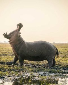 Riesiges Nilpferd im Chobe Nationalpark während einer Namibia Safari Reise