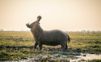 Riesiges Nilpferd im Chobe Nationalpark während einer Namibia Safari Reise