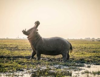 Riesiges Nilpferd im Chobe Nationalpark während einer Namibia Safari Reise
