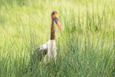 Sattelschnabelstorch am Lake Nakuru