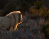 Löwe im Sanbona Game Reserve während einer Südafrika Rundreise