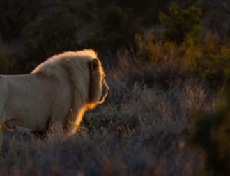 Löwe im Sanbona Game Reserve während einer Südafrika Rundreise