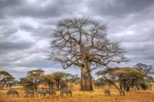 Zebras im Tarangire Nationalpark Zebraherde während der Trockenzeit im Tarangire Nationalpark