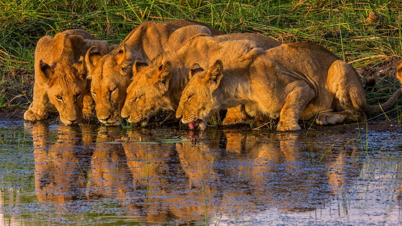Löwen in Gondwana